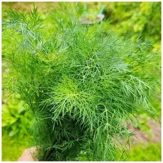 خرید عمده اینترنتی شوید خشک اعلا + قیمت مناسب